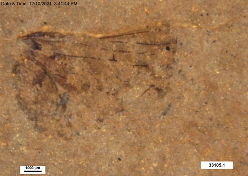 Genus sp