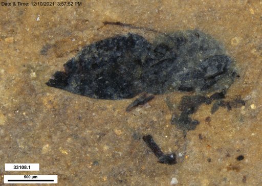 Genus sp