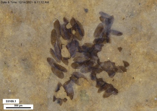 Chaoboridae