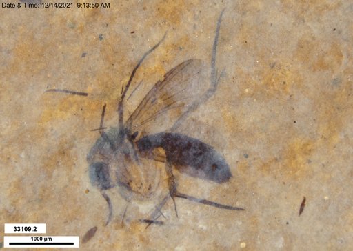 Mycetophilidae