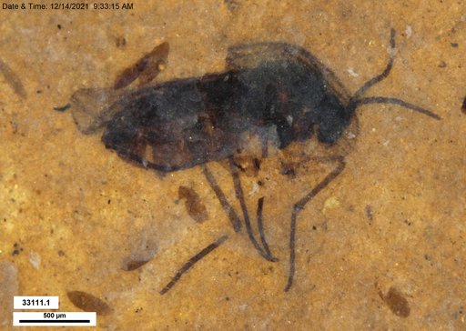 Diptera