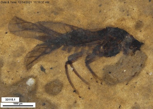 Aphididae