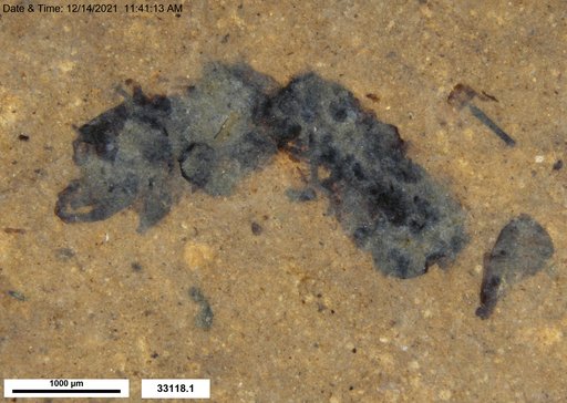 Genus sp