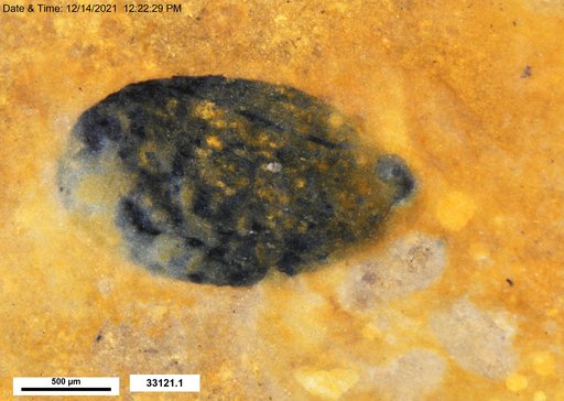 Tracheophyta