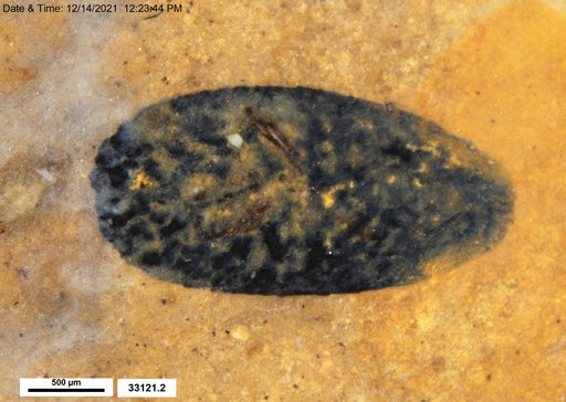 Tracheophyta