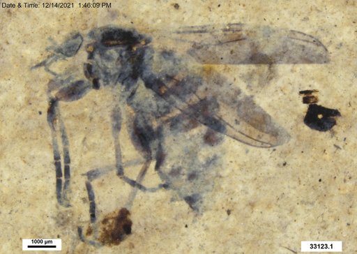 Genus sp