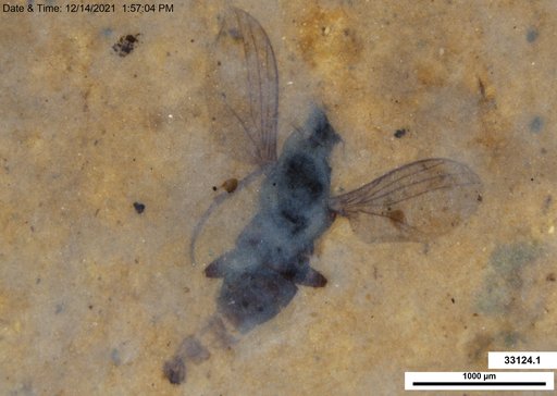 Diptera