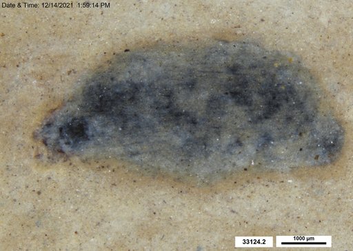 Tracheophyta