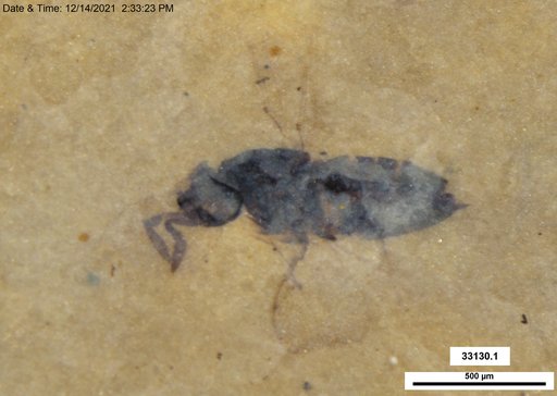 Genus sp