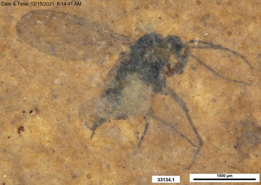 Diptera