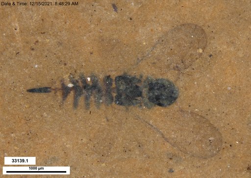 Genus sp