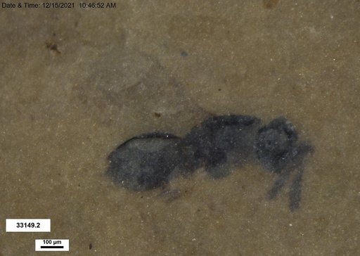 Genus sp