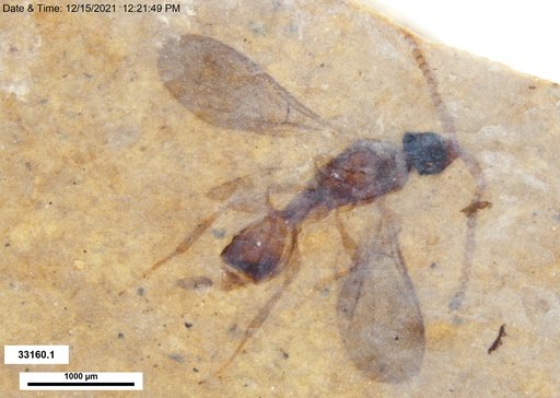 Diapriidae
