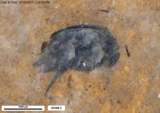 Mordellidae