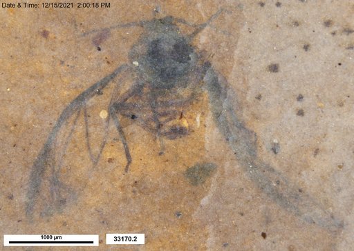 Aphididae