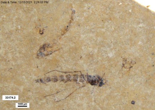 Genus sp