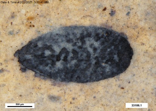 Tracheophyta