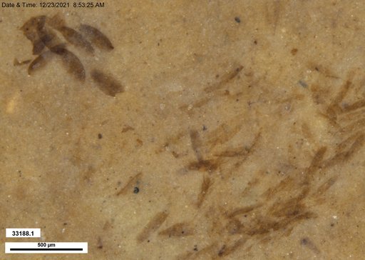 Chaoboridae