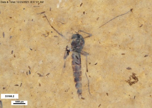 Genus sp