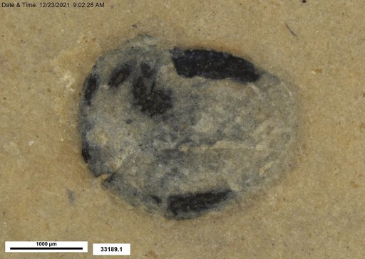 Tracheophyta