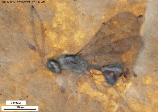 Diapriidae