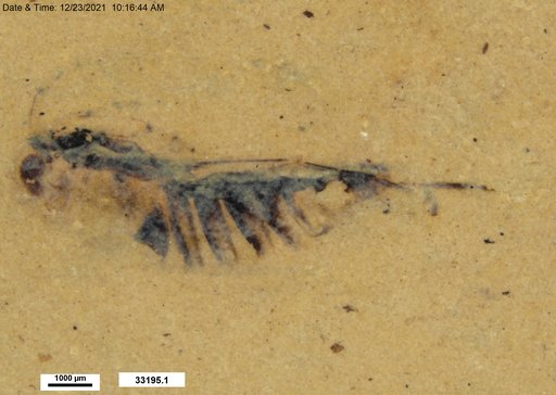 Corixidae