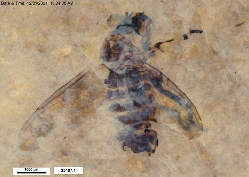 Genus sp