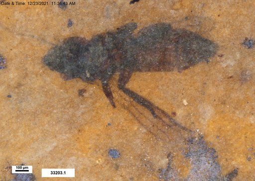 Genus sp