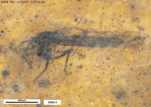Aphididae