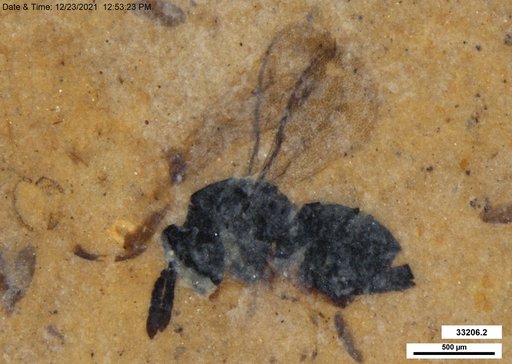 Genus sp