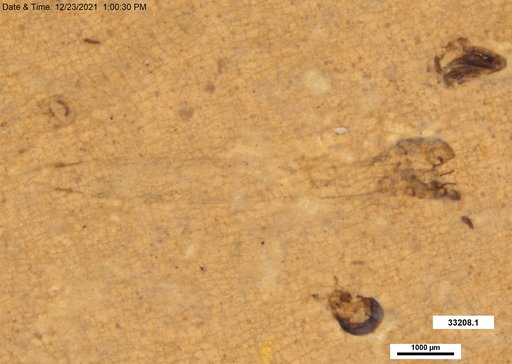 Genus sp