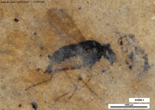 Genus sp.