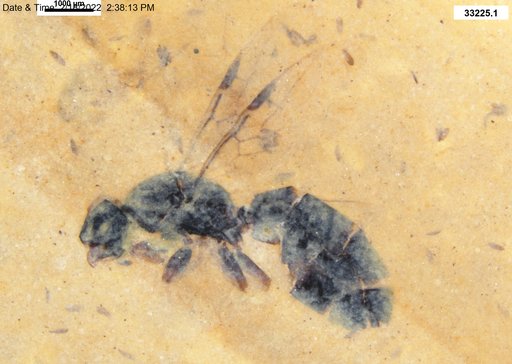 Formicidae