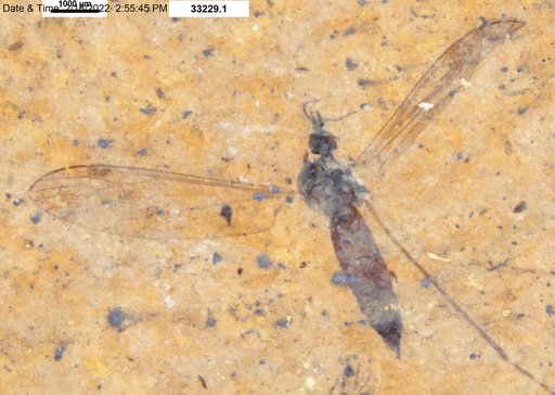 Diptera