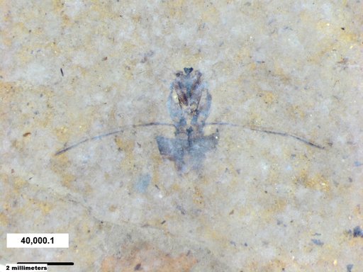 Notonectidae
