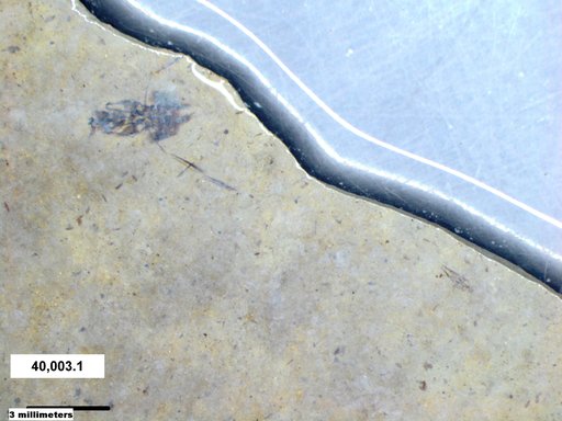Notonectidae