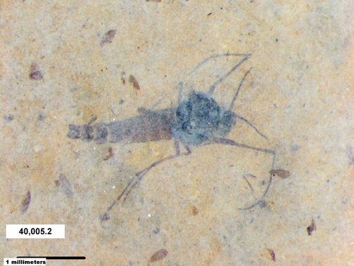 Diptera