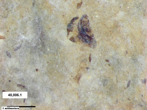 Chaoboridae