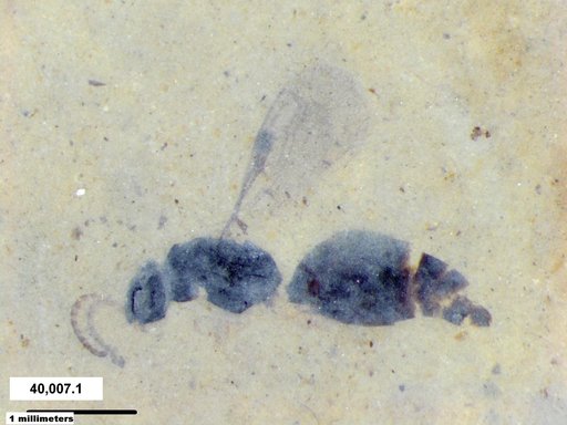 Genus sp