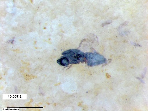 Genus sp