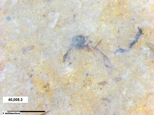 Aphididae