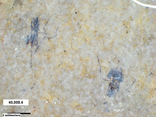 Notonectidae