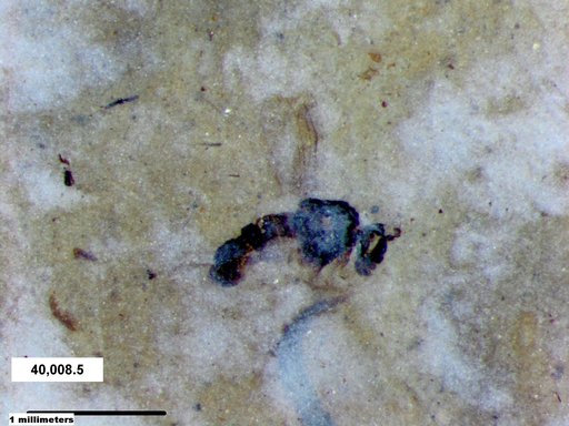 Diptera