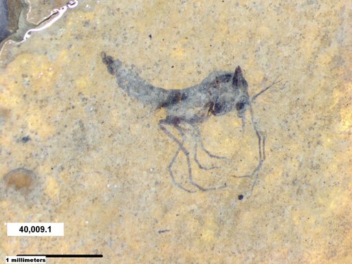 Diptera