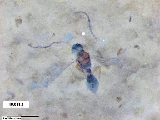 Diapriidae