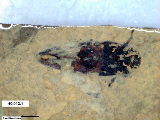 Genus sp