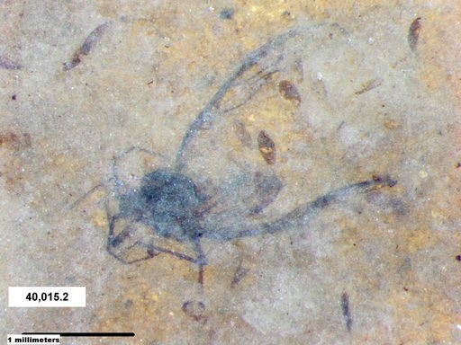 Notonectidae