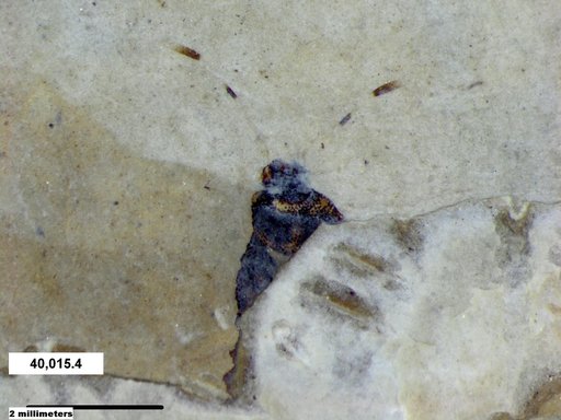 Genus sp