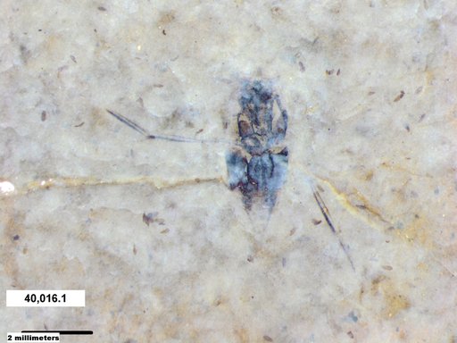 Genus sp