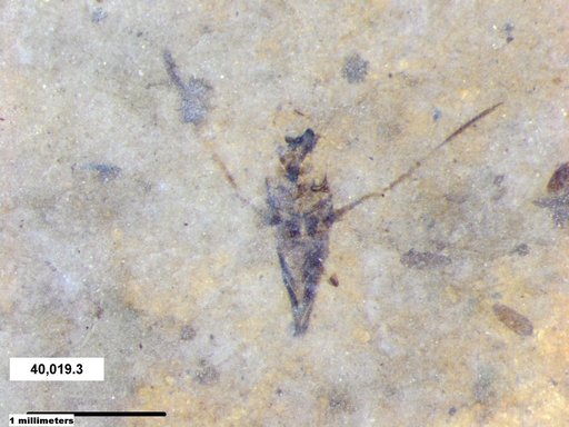 Notonectidae